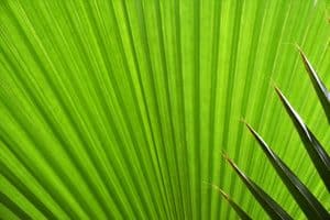 Climate Change Career Opportunities: Green Economy Frontiers