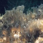 Quantum Biological Computational Architectures Solving Scientific Research Challenges