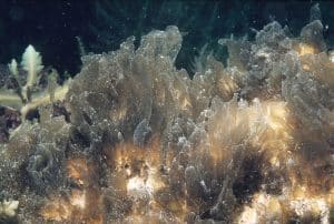 Quantum Biological Computational Architectures Solving Scientific Research Challenges
