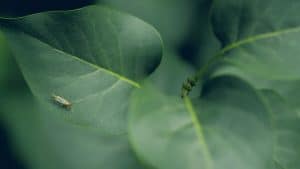 Developing Emotional Resilience Through Intellectual Growth
