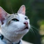 Unlocking the secrets of authentic local connections