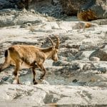 The Role of Advocacy in Shaping Environmental Policies