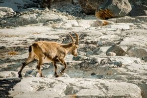 The Role of Advocacy in Shaping Environmental Policies