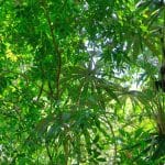 Photographic Odyssey: Capturing the Essence of Global Experiences