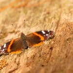 Navigating Personal Transformation Pathways