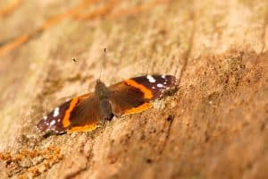 Navigating Personal Transformation Pathways