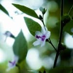 Artificial Intelligence and Ethical Career Guidance