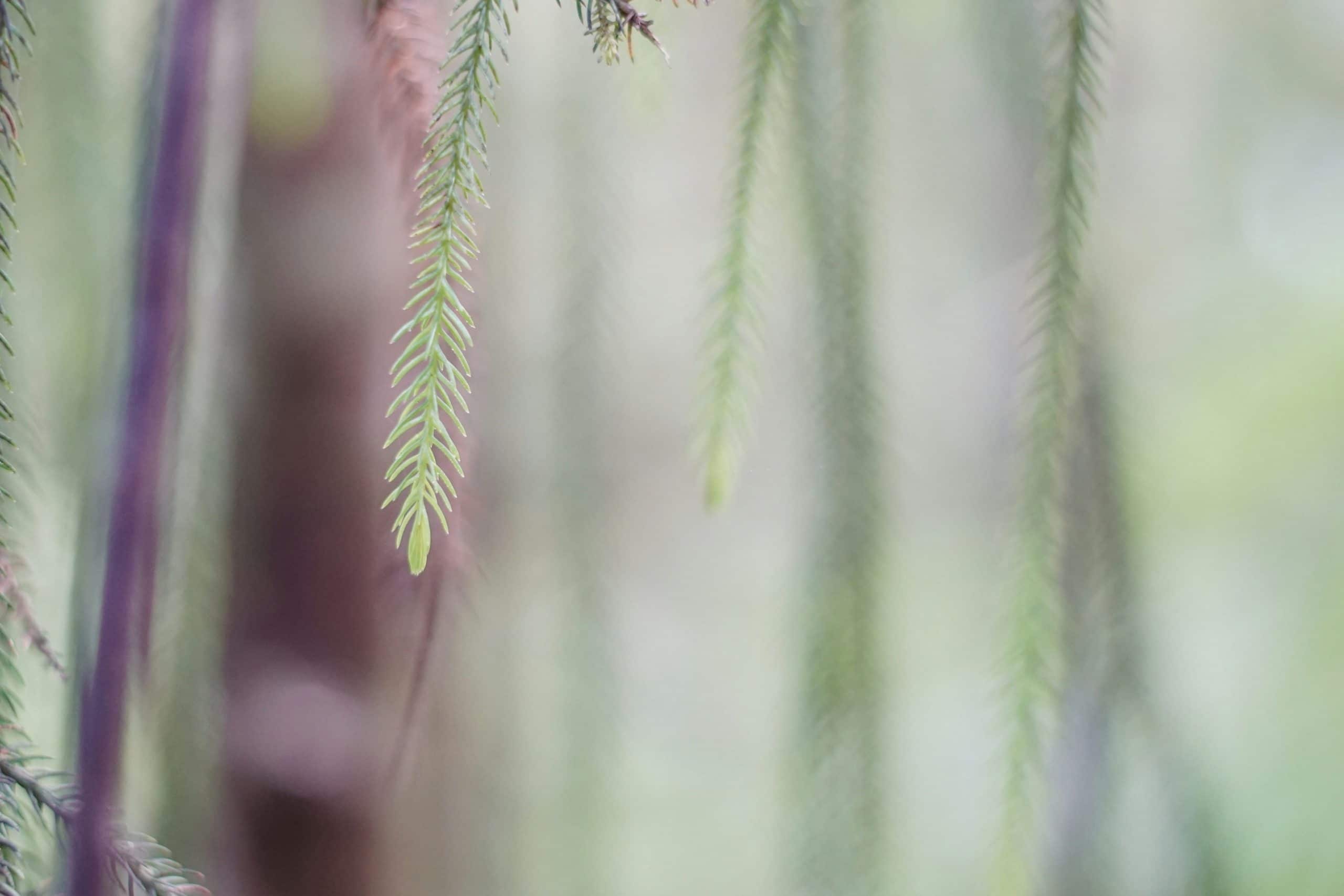 Transforming Challenges into Opportunities for Personal Growth