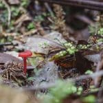 Sustainable Career Growth Strategies