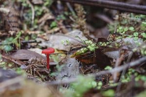 Sustainable Career Growth Strategies