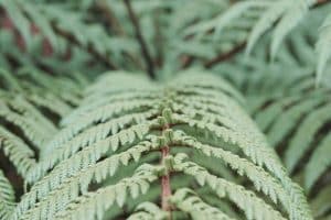 Strategies for Holistic Intellectual Growth